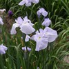 花菖蒲と熊蜂02