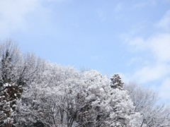 雪持ち 05