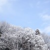 雪持ち 05