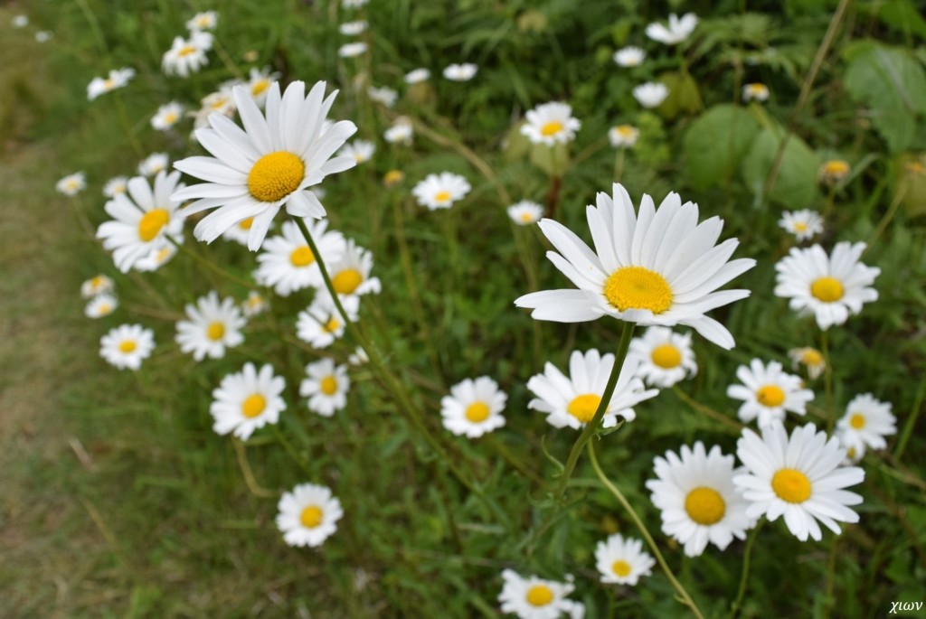 雛菊