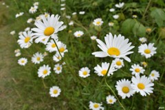 雛菊
