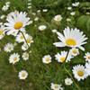 雛菊