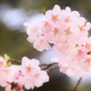 光のどけし08