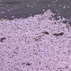 人生足別離 1