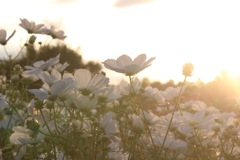 太陽の光と花