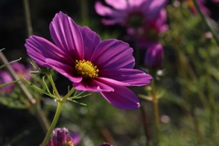 季節を感じる花