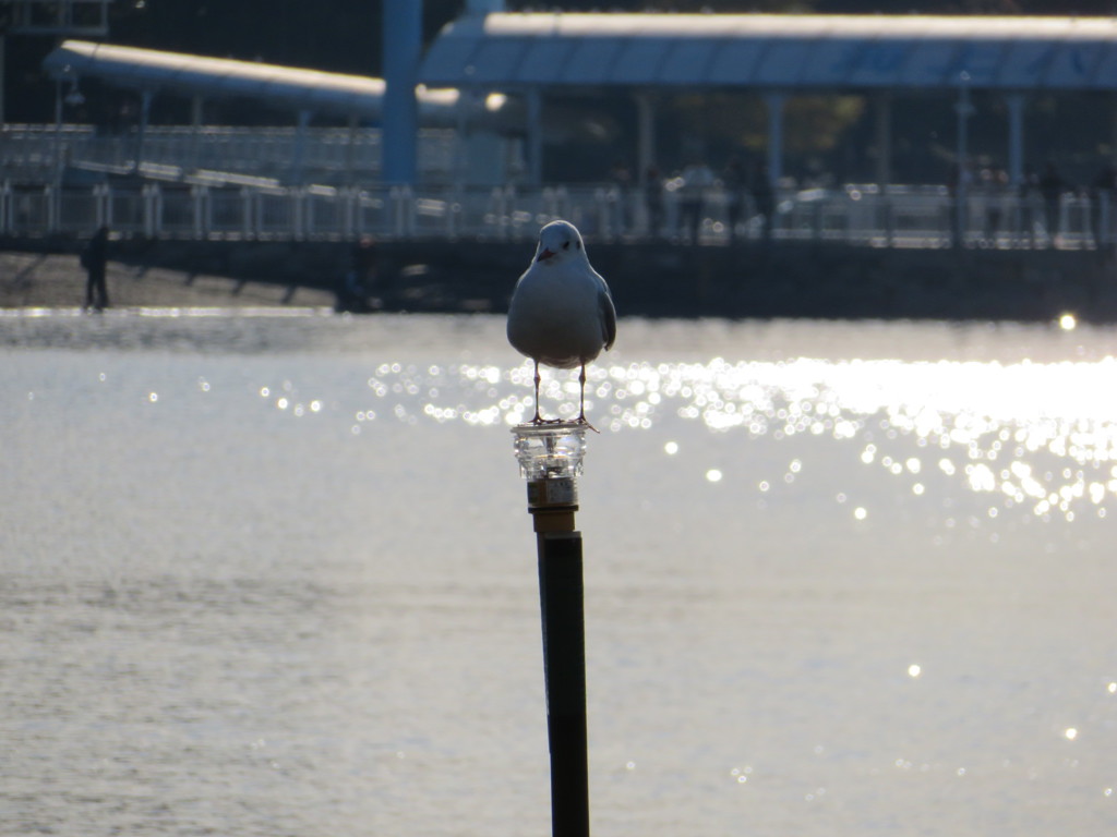 お台場臨海公園にて撮影