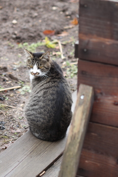 ねぎねこ〜振り向き美人〜