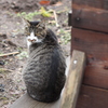 ねぎねこ〜振り向き美人〜