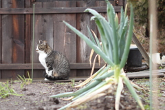 ねぎねこ