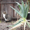 ねぎねこ