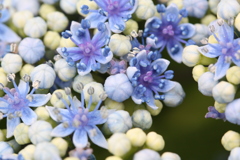 ガクアジサイ(額紫陽花)