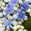 ガクアジサイ(額紫陽花)