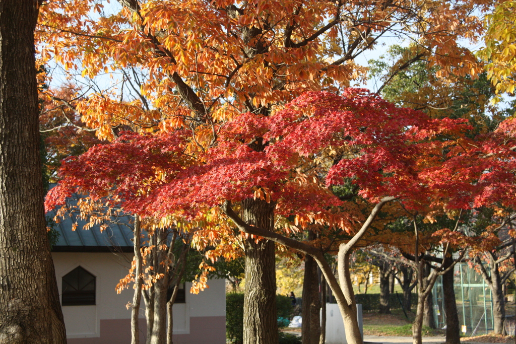 近所の公園の紅葉