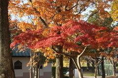 近所の公園の紅葉