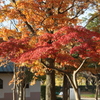 近所の公園の紅葉