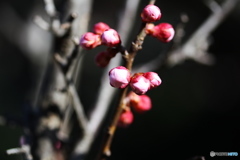 梅（蕾）