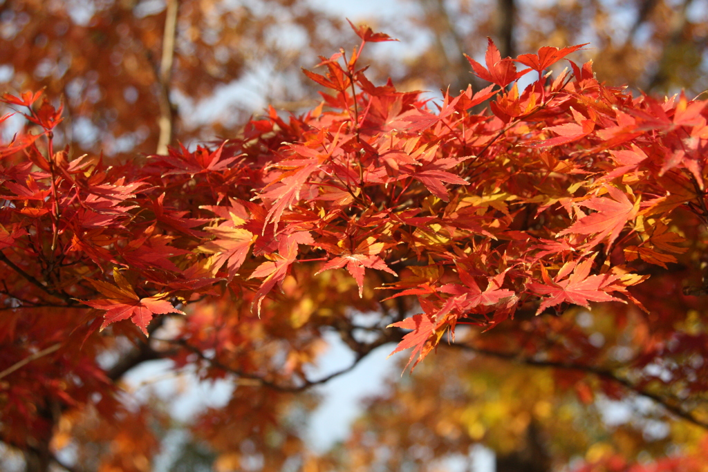 紅葉