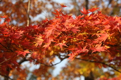 紅葉