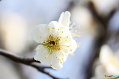 白梅