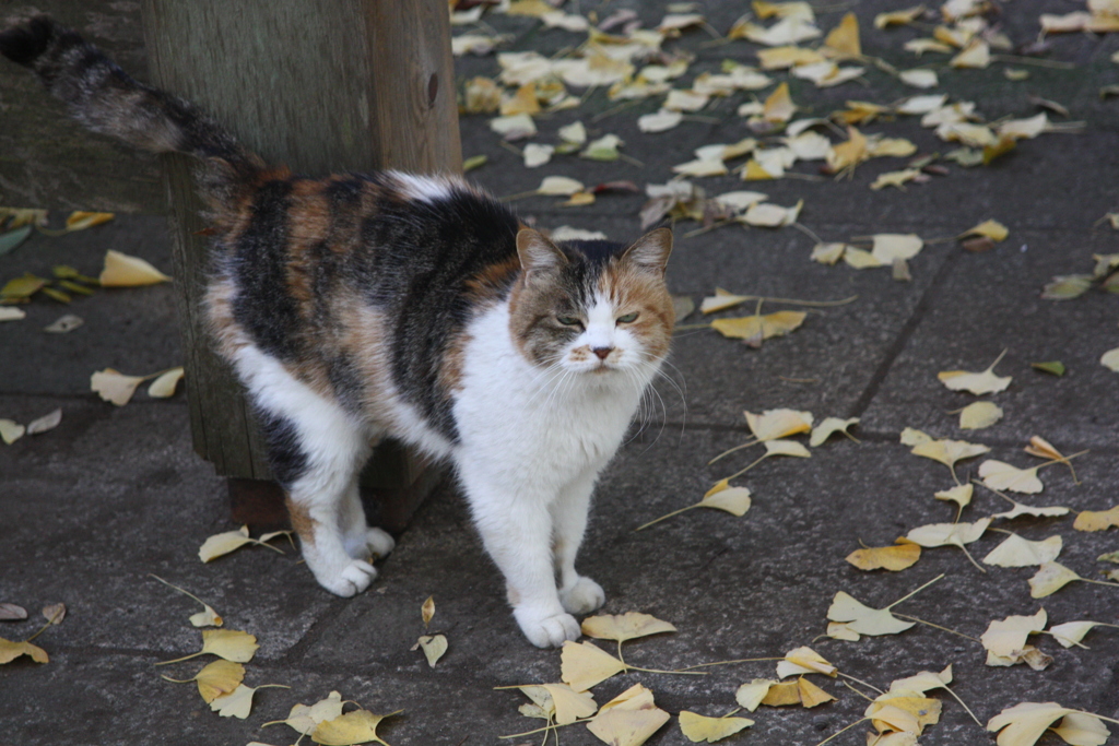 三毛猫