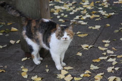 三毛猫