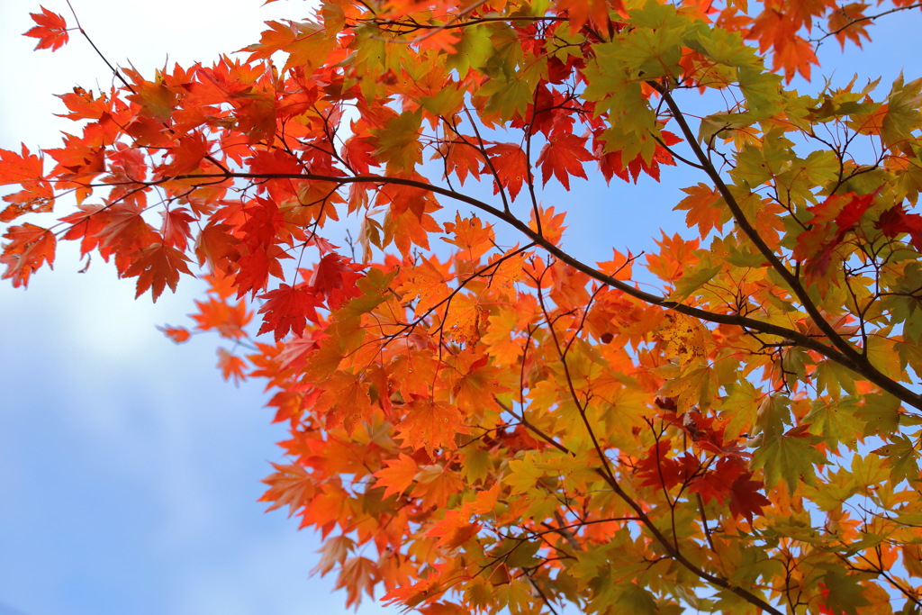 紅葉〜蔵王〜