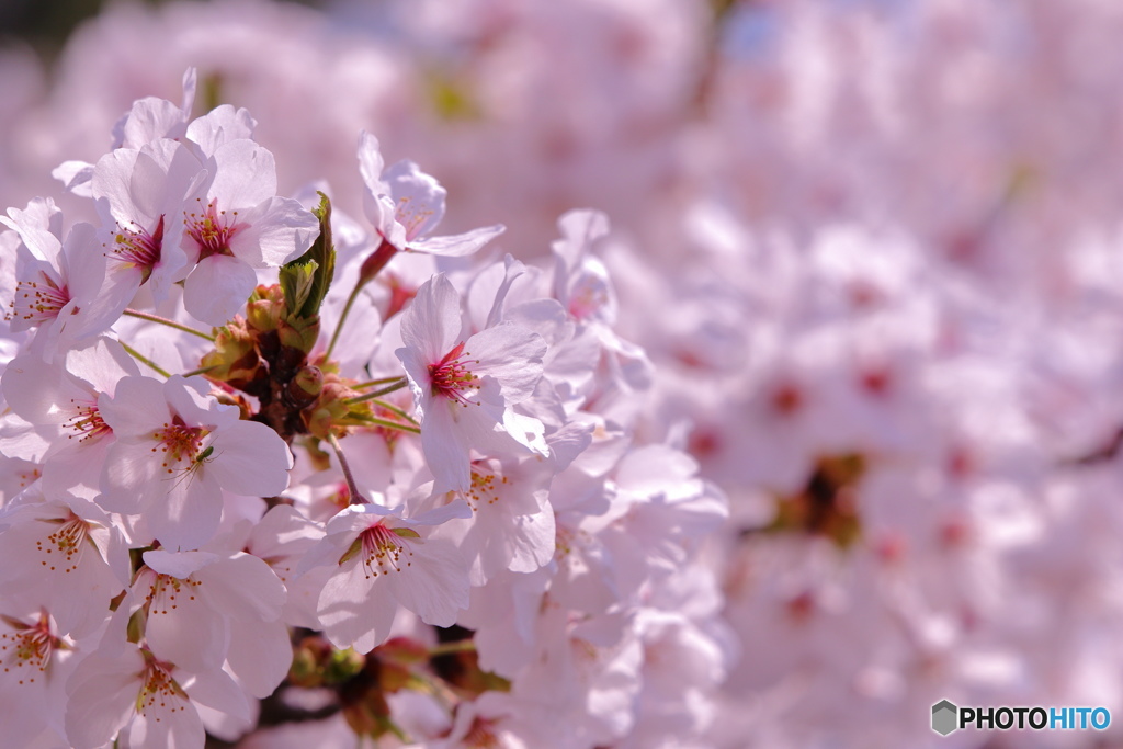 桜～角館～