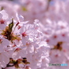 桜～角館～