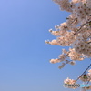 桜～角館～３