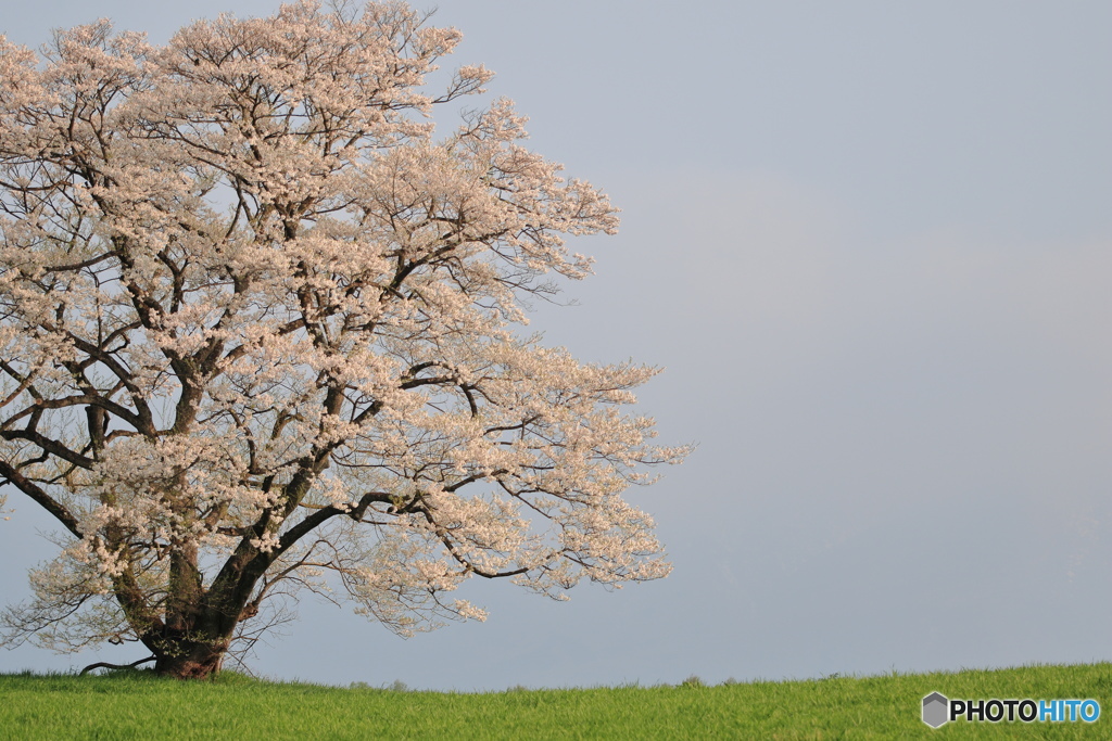 岩手一日旅行～小岩井農場一本桜～