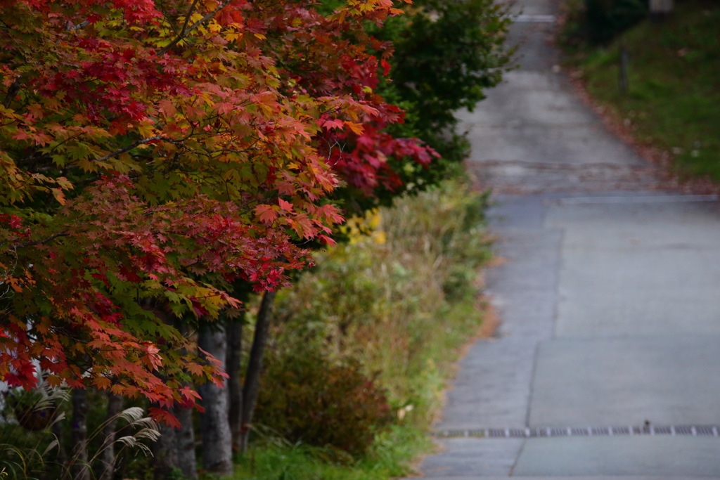 紅葉〜蔵王〜