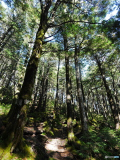 北八ヶ岳の森