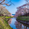 新境川の桜-1
