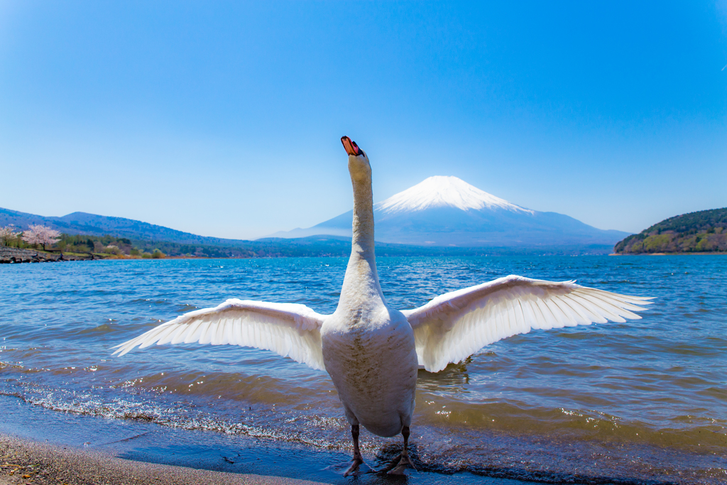 白鳥の舞