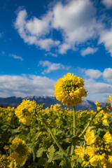 菜の花畑と青空