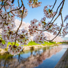 新境川の桜-3