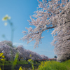 桜と菜の花