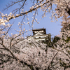 犬山城と桜