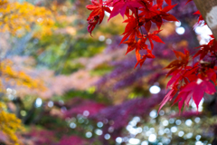 横浜三渓園の紅葉