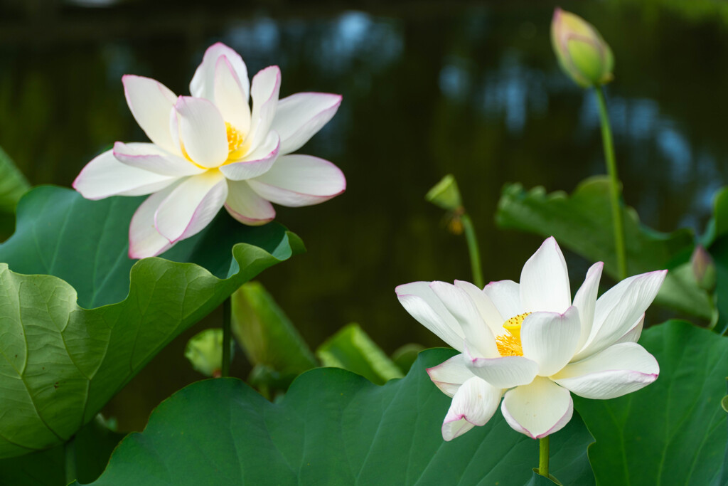 夏の日の蓮池散歩