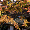 横浜三渓園の紅葉