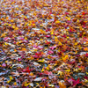 横浜三渓園の紅葉