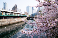 港ヨコハマ～大岡川の桜