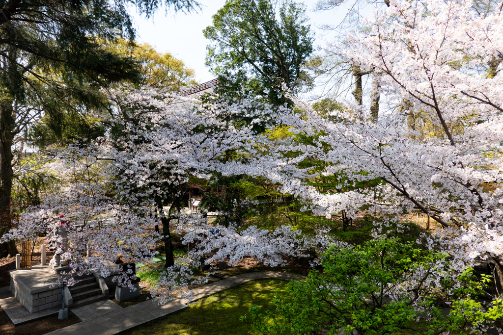 九品仏の桜