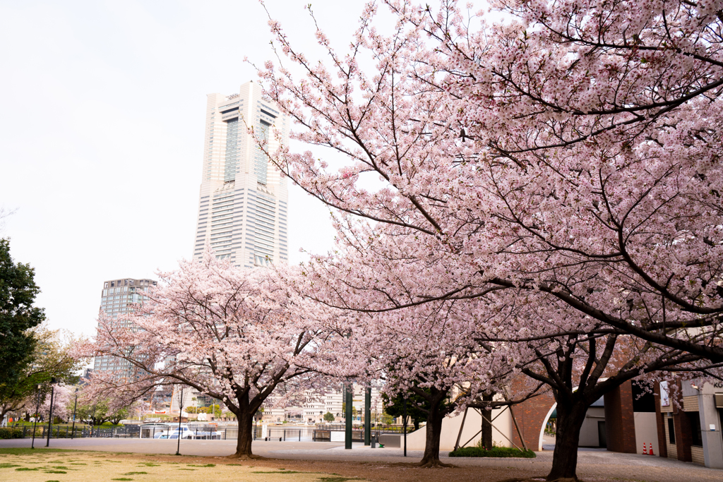 港ヨコハマ～みなとみらいの桜
