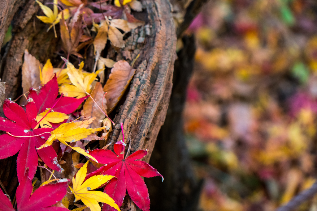 横浜三渓園の紅葉