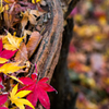 横浜三渓園の紅葉