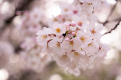 港ヨコハマ～みなとみらいの桜