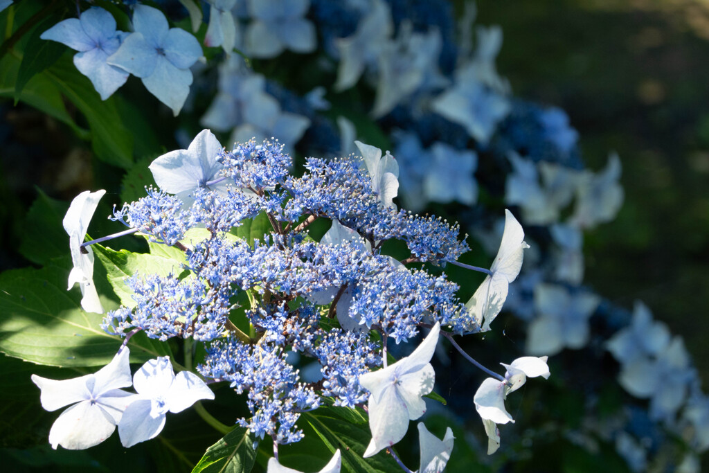 向暑の紫陽花